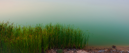 Flowering reed plants with calm lakeの写真素材
