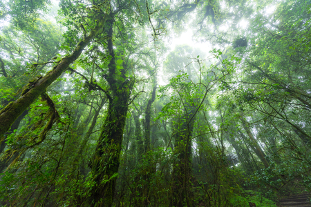 Ever green forest at Inthanon summit low angle view ,Thailandの写真素材
