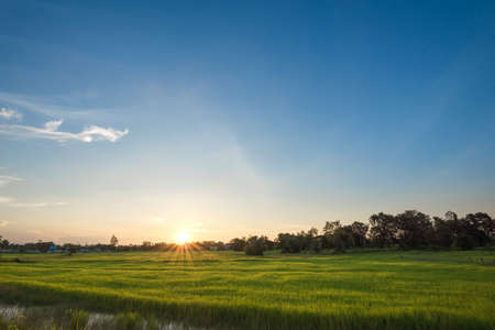 Beautiful and breathtaking landscape's paddy field with sunsetの写真素材