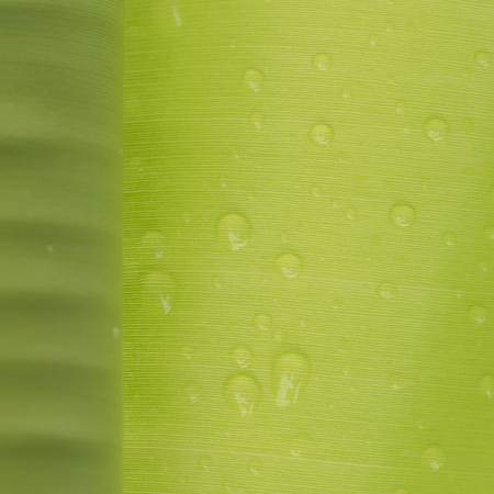 Banana leaf with dew in nature for backgroundの写真素材