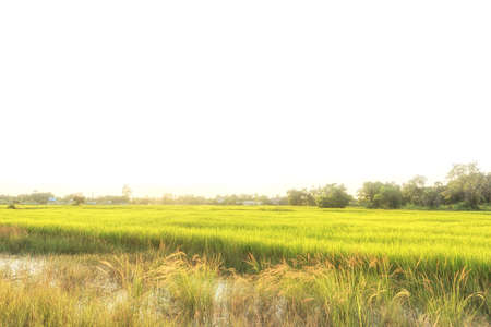 Beautiful rice field in the morningの写真素材
