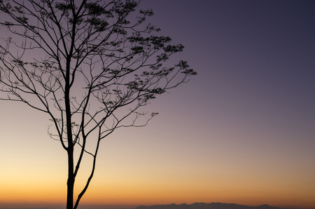 Silhouette treeの写真素材