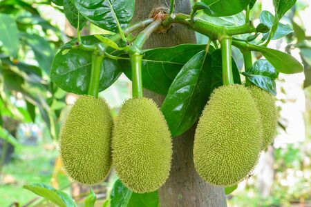 Young Jackfruit hanging on t tree