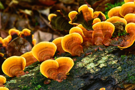 Yellow Wild mushroom in natureの写真素材