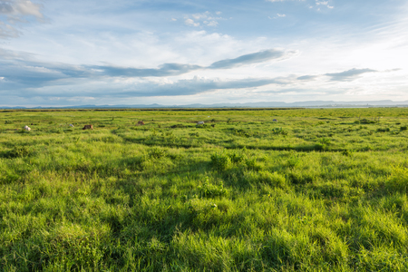 Beautiful grazing landscapeの写真素材