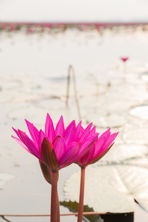 Closeup beautiful pink water lily in the morningの写真素材