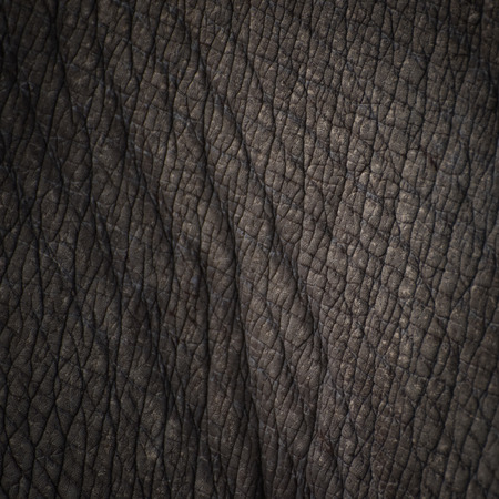 Rhino skin texture backgroundの写真素材