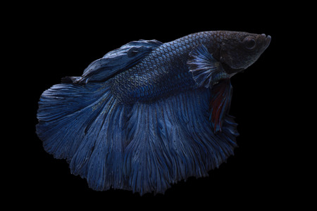 Blue siamese fighting fish on black background with clipping pathの写真素材