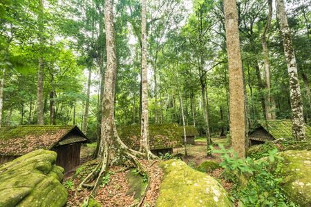 Old camp at evergreen forest
