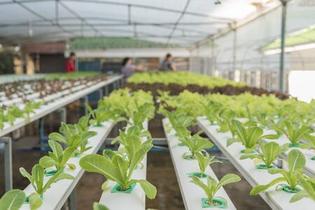 Lettuce vegetables in hydriponic farmの写真素材