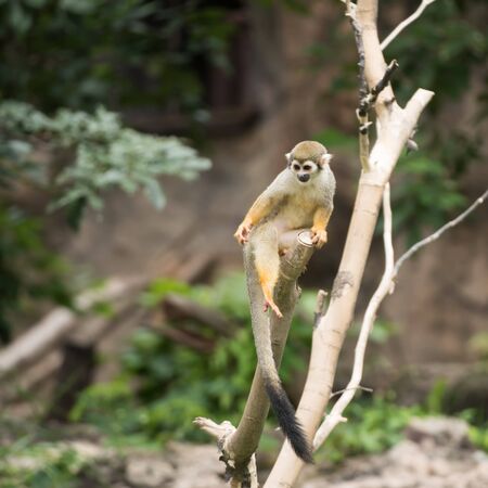 Saimir monkey looking