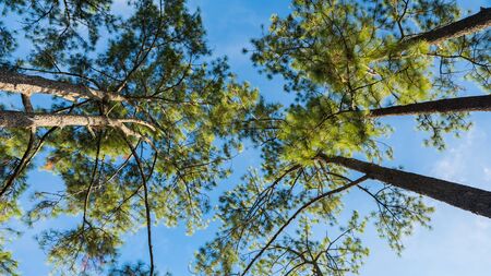 Pine trees low angle view with blue sky in morningの写真素材