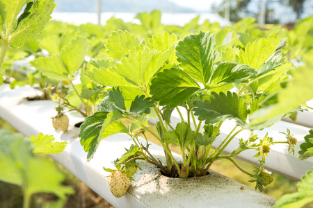 Strawberry hydroponic plantation in nurseryの写真素材