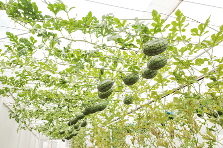 Watermelon plantationの写真素材