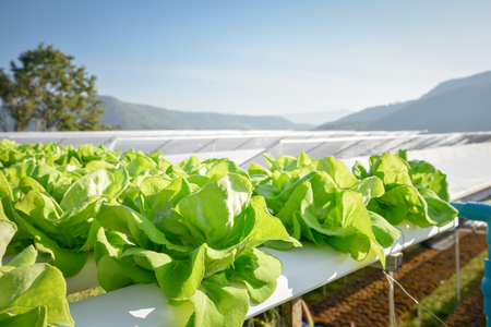 Lettuce vegetables at hydroponic farmの写真素材