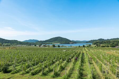 Garpe plantation high angle view landscapeの写真素材