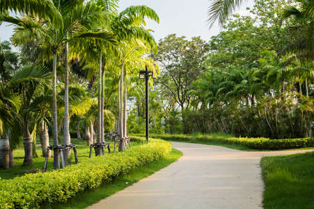 Jogging at the green park
