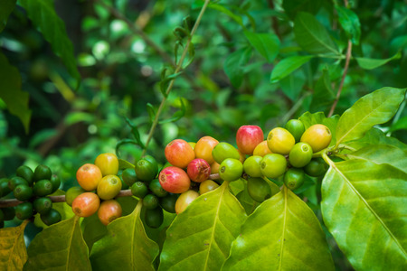Ripe arabica coffee corp on tree branchの写真素材