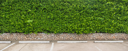 Nature green leaf background at the parking, Leaves wall for background panoramaの写真素材