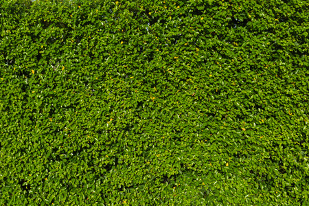 Nature green leaf background and textured, Leaves wall for backdrop, Green leaf in nature for backdropの写真素材