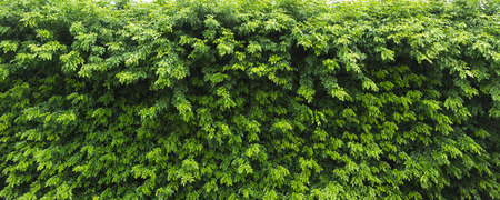 Nature green leaf background and textured, Leaves wall for backdrop, Green leaf in nature for backdropの写真素材
