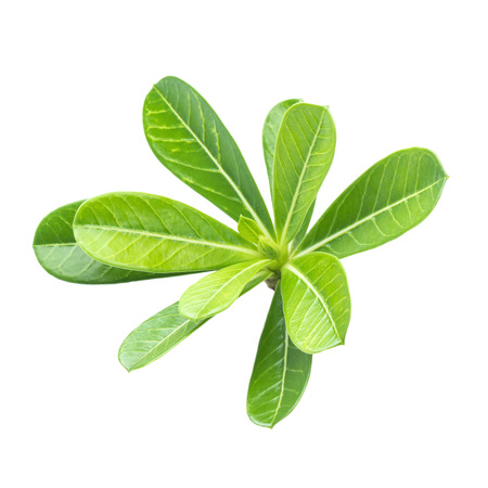 Azalea leaf isolated on white backgroundの写真素材