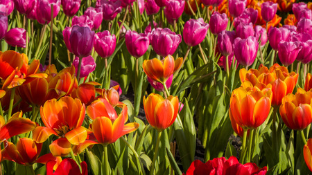 Colorful tulip flower in natural garden with daylightの写真素材