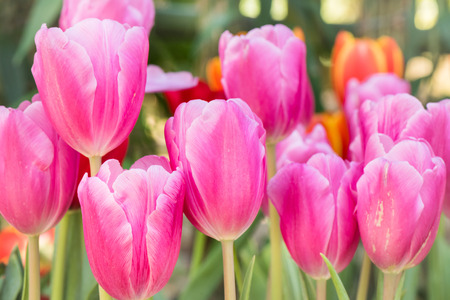 Close-up pink tulip flower in in gardenの写真素材