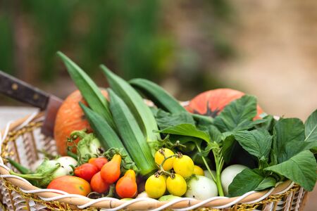 Fresh vegetables organic in basketの写真素材