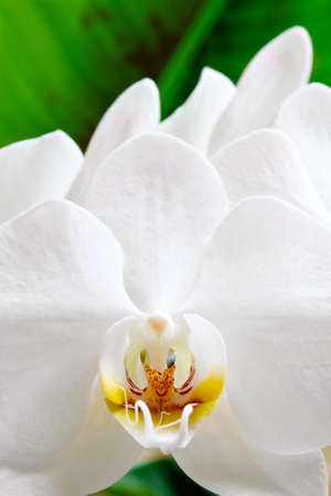 White orchid closeup against a green leaf background, focus on the pistilの写真素材