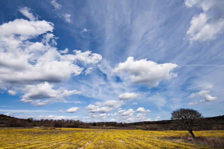Yellow flowers field with an old tree at the cornerの写真素材
