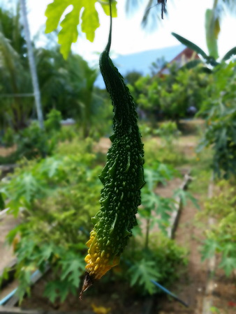 Momordica charantiaの写真素材