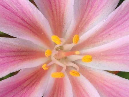 lewisia cotyledonの素材