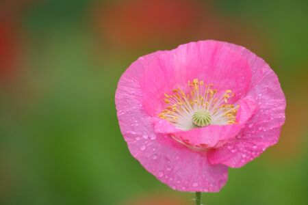 A big pink poppy in full bloom in a garden.の写真素材