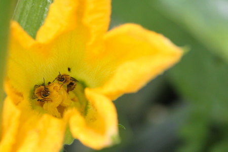 Two honey bees sharing a zucchini flower in a garden.の写真素材