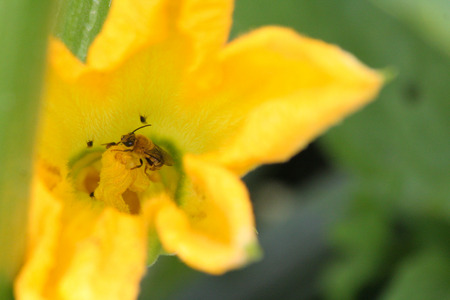 A honey bee inside a zucchini flower in a garden.の写真素材