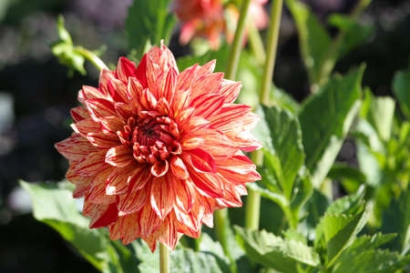 A red stripped double dahlia in full bloom in a garden.の写真素材