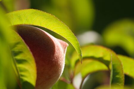 A peach still hanging on the branch between leaves.の写真素材