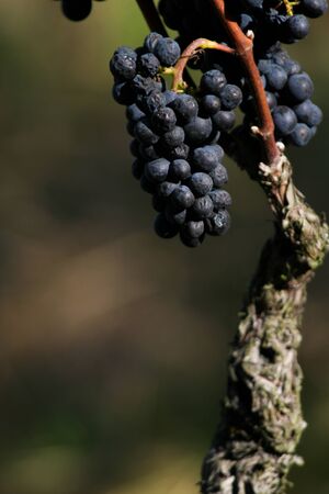 A cluster of pinot noir grapes still hanging on the vine.の写真素材