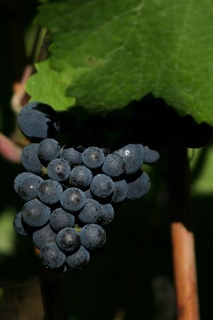 A cluster of pinot noir grapes being shielded by a leaf.の写真素材