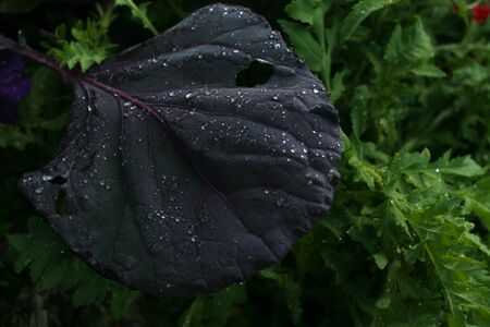 A leaf of a purple brussles sprout plant with water droplets.の写真素材