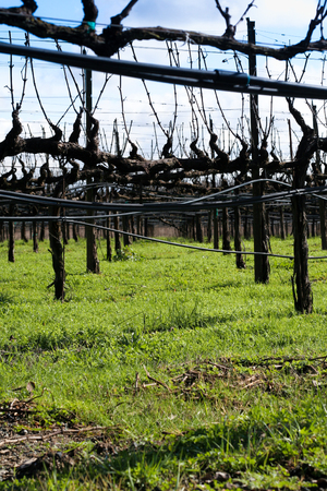 Winter in a California vineyard.  Bare vines, green grass below and clouds above.の写真素材