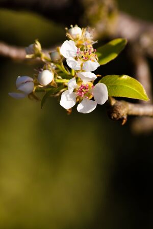 Apple blossoms in bloom waiting to change into apples.の写真素材