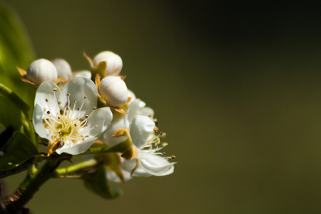 Apple blossoms in bloom waiting to change into apples.の写真素材