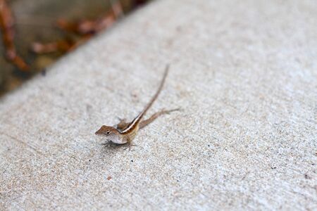 Life of a Newtの写真素材