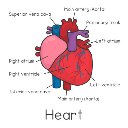Heart diagram chart and vocabulary in science subject kawaii doodle vector cartoonのイラスト素材