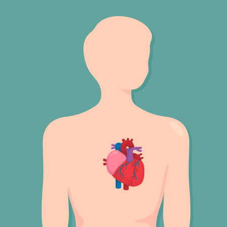 Diagram of a single heart in the body in science subject kawaii doodle vector cartoonのイラスト素材