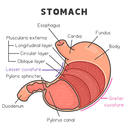 components and layers of the stomach diagram chart in science subject kawaii doodle vector cartoonのイラスト素材