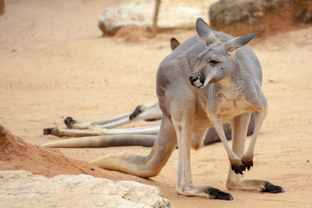 Kangarooの写真素材