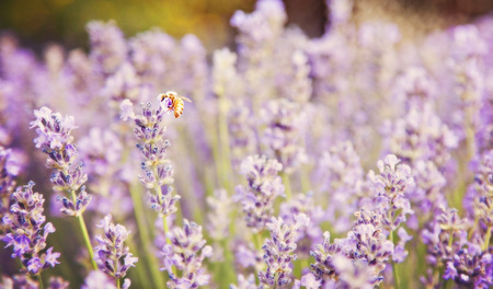 Bee in Lavenderの写真素材